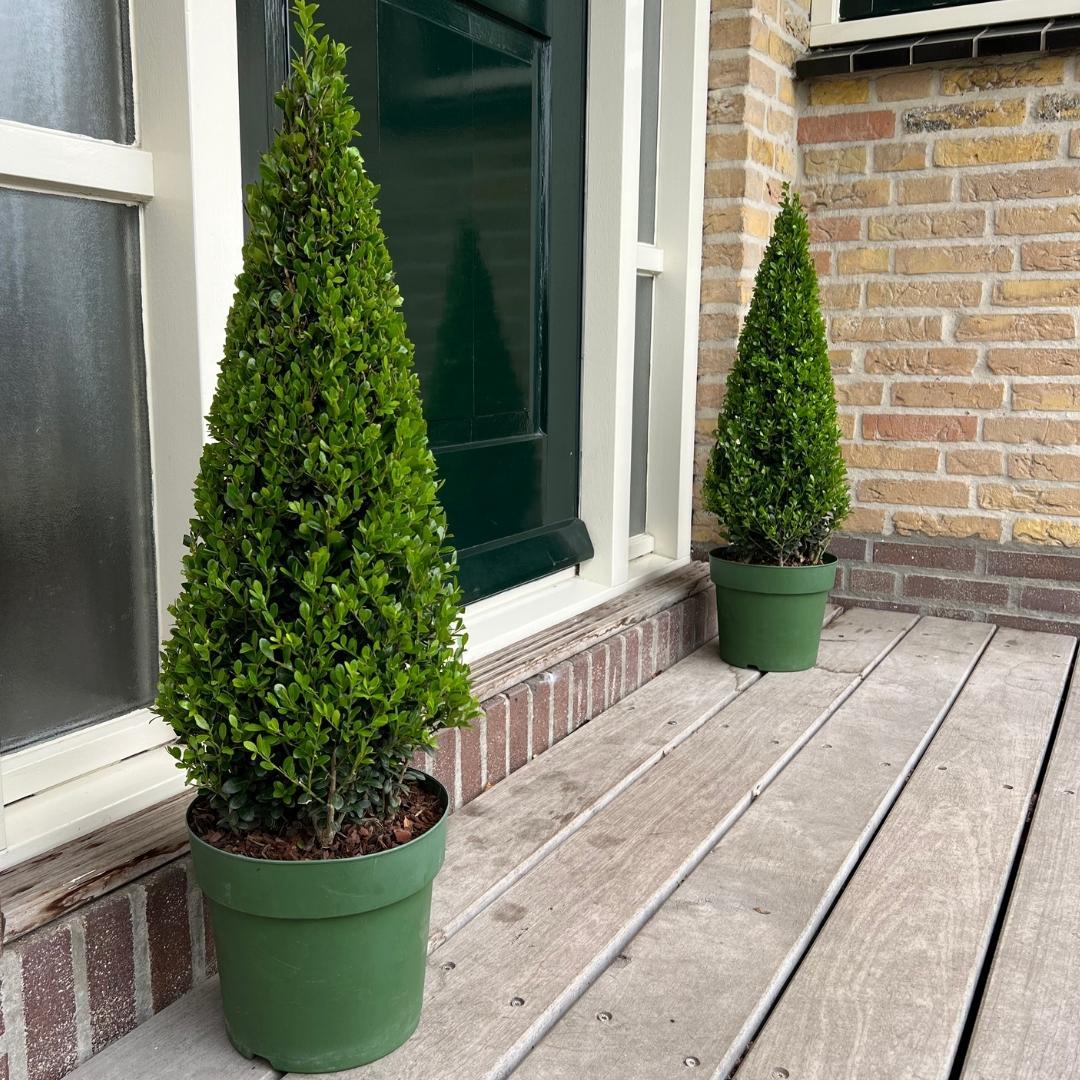 1x Ilex pyramide 55 cm høj | Ø 21 cm