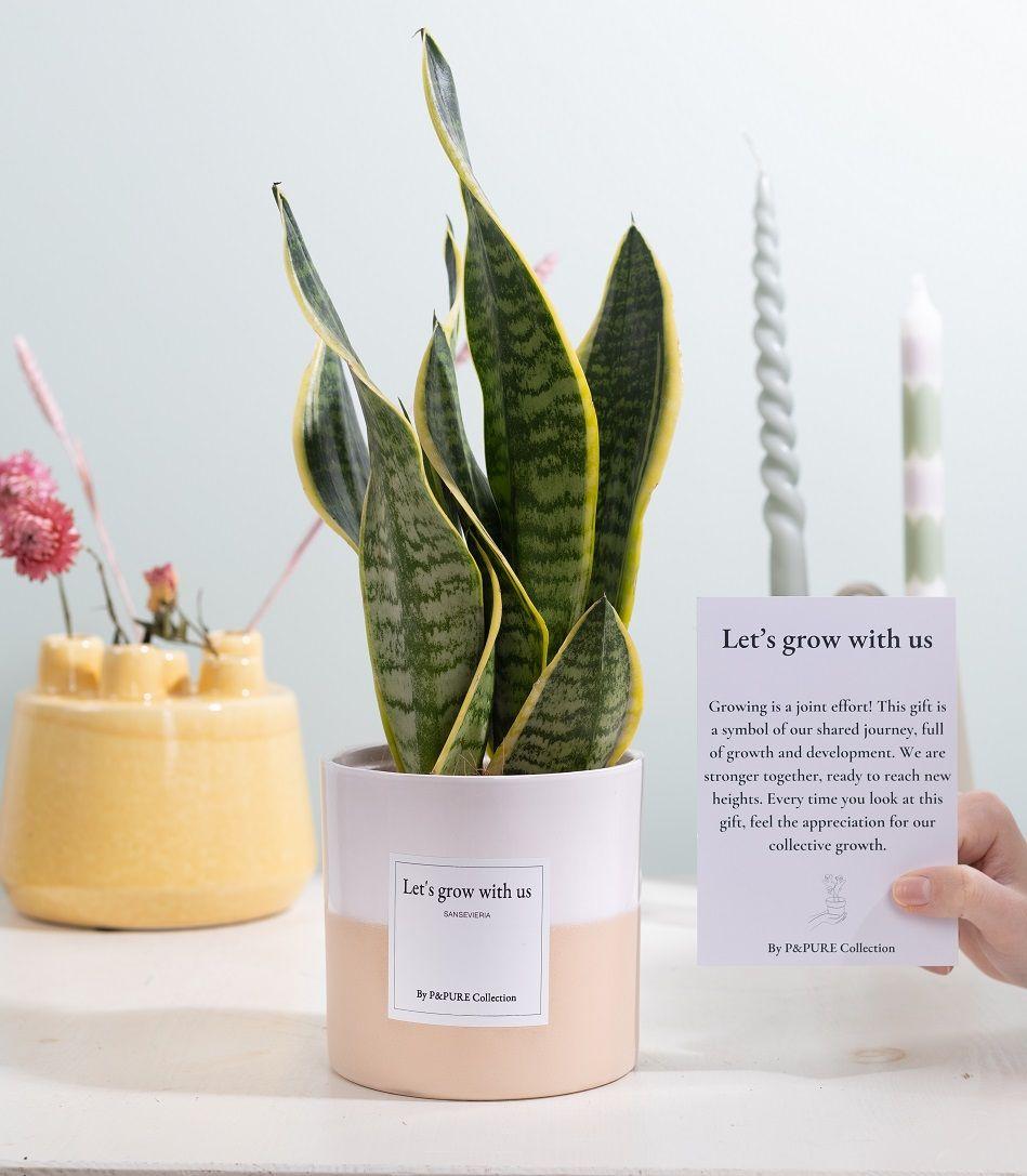 Sansevieria Gift "Let's Grow With Us" WITH GREETING CARD - Ø12cm - ↕30cm