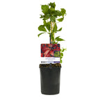 Vildvin - Parthenocissus Engelmannii - Bladgrøn senere Rød - Lav vedligeholdelse - 2 planter - Potte 11cm Højde 40cm