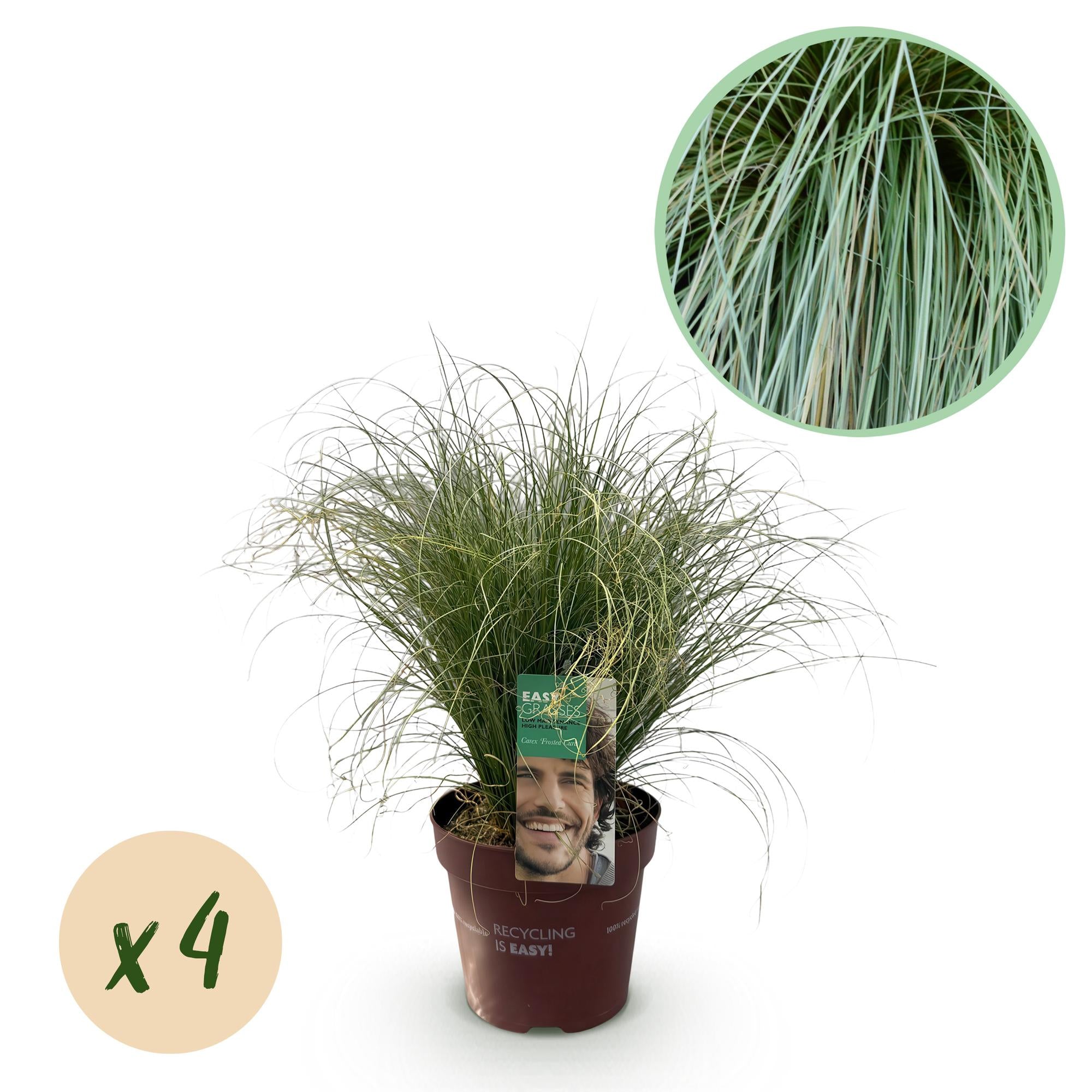Siergræs - Carex comans Frosted Curls - Grøn - 4 Planter - Bladholdende - Let Vedligeholdelse - Potte 17cm Højde 50cm