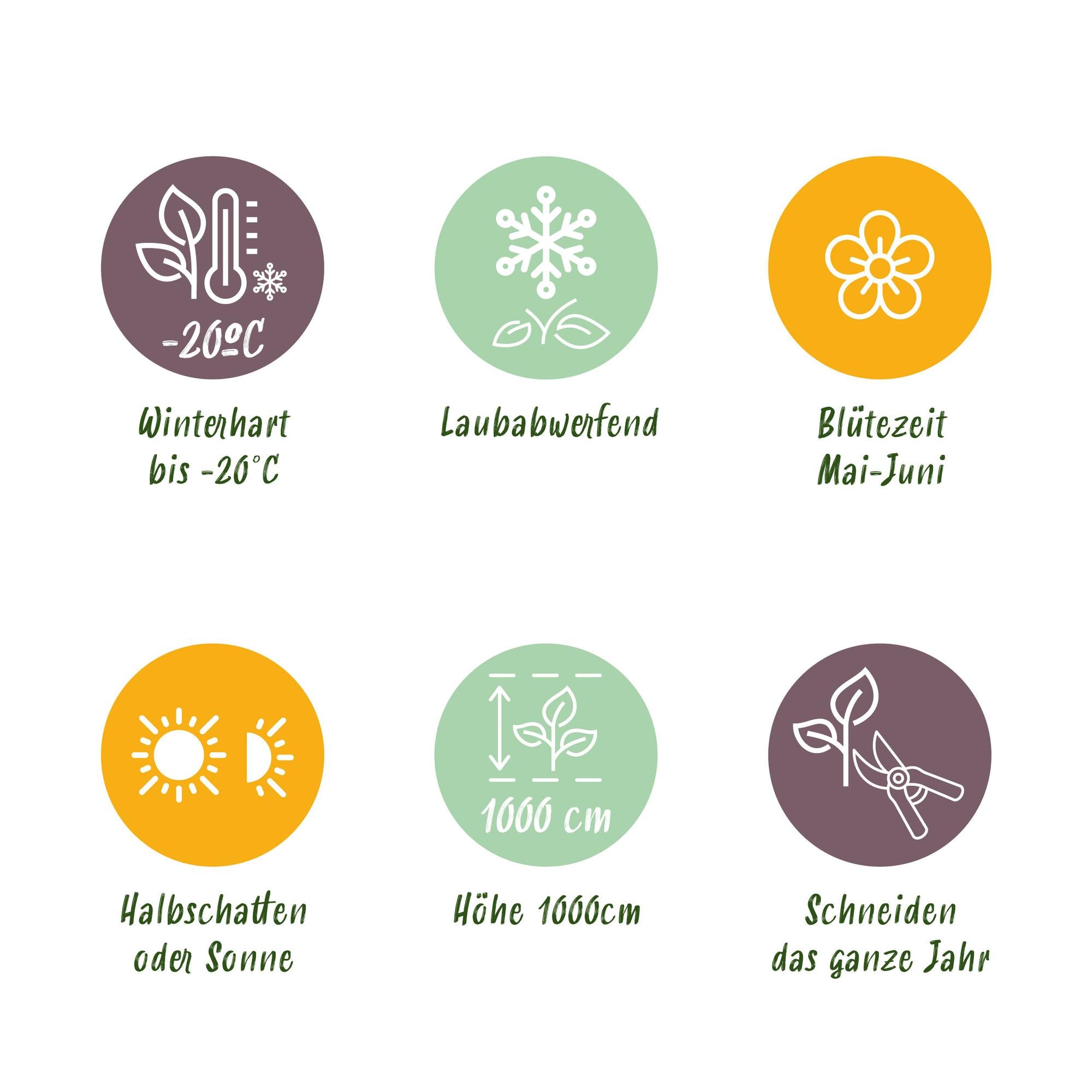 Vildvin - Parthenocissus Engelmannii - Bladgrøn senere Rød - Lav vedligeholdelse - 2 planter - Potte 11cm Højde 40cm