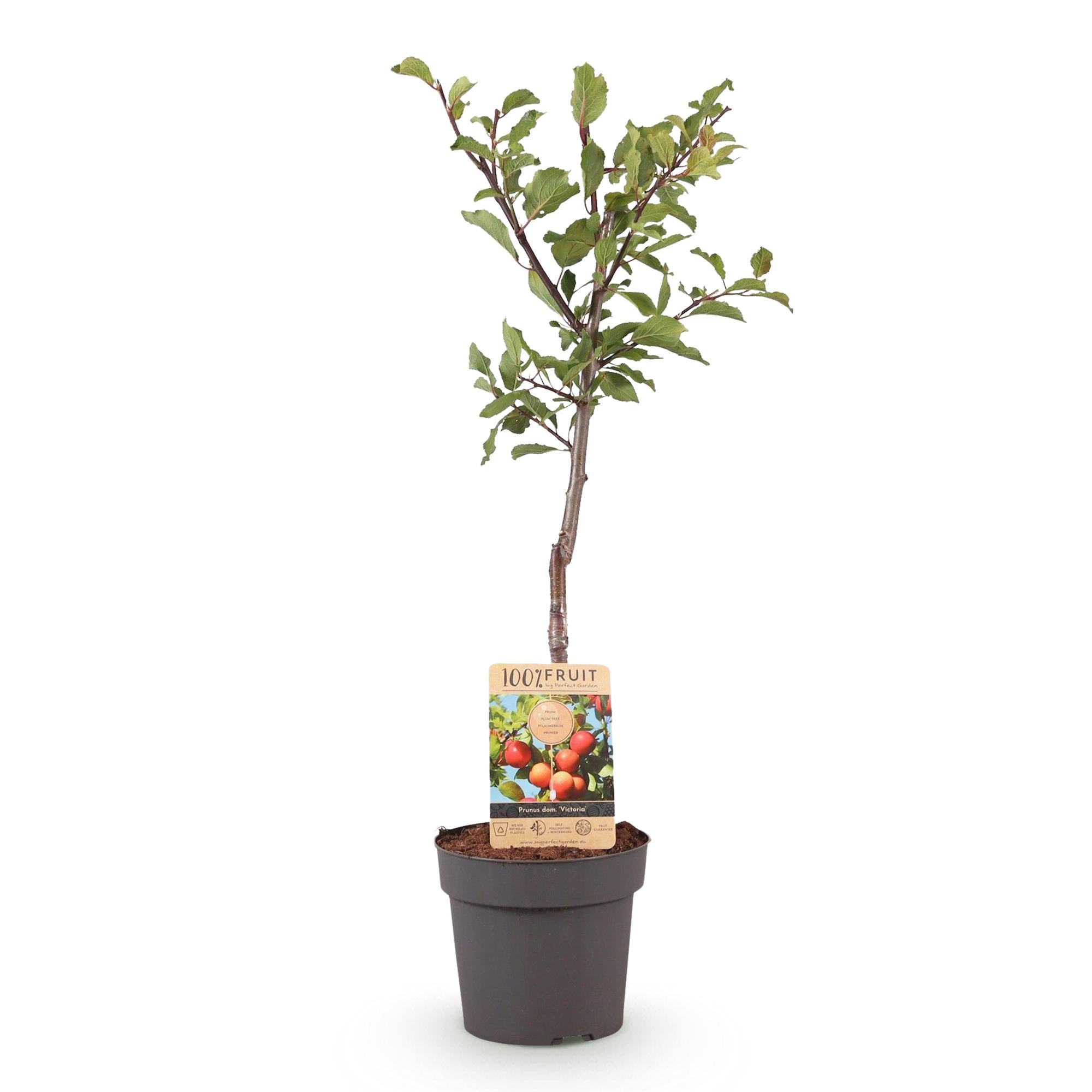 Frugtplante - Blomme Træ - Prunus domestica Victoria - Rød Blomme - Potte 21cm Højde 90cm