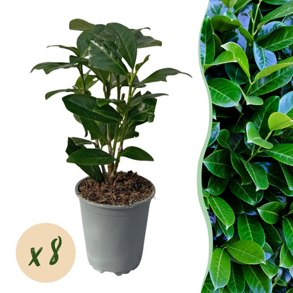 Hedge plant – Prunus laurocerasus Novita – 8 Plants – 1 Running Meter – Evergreen – Pot 9 cm – Height 30-35 cm