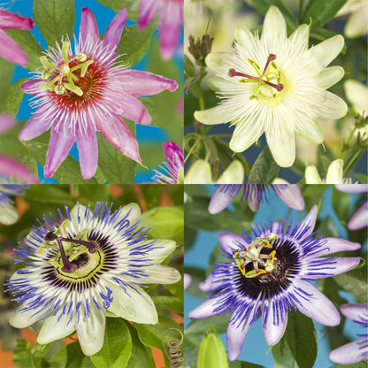 Passionsblomst - Passiflora Rainbow - Blomst Pink Hvid Lilla Grøn - Lav vedligeholdelse - 4 planter - Potte 11cm Højde 40cm