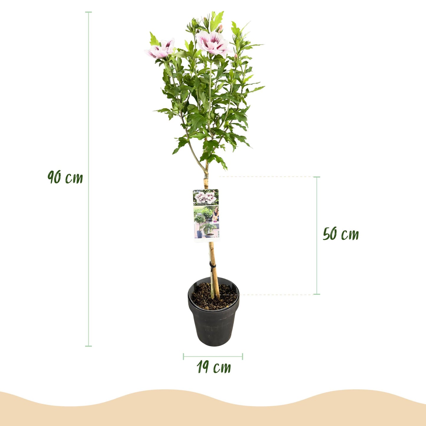Trädgårdsväxt - Hibiscus Syriacus Starburst Chiffon® - Stjälkväxt - Uteplatsväxt - Lövfällande - Lättskött - Kruka 19 cm - Höjd 90 cm