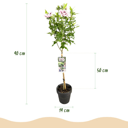 Trädgårdsväxt - Hibiscus Syriacus Starburst Chiffon® - Stjälkväxt - Uteplatsväxt - Lövfällande - Lättskött - Kruka 19 cm - Höjd 90 cm