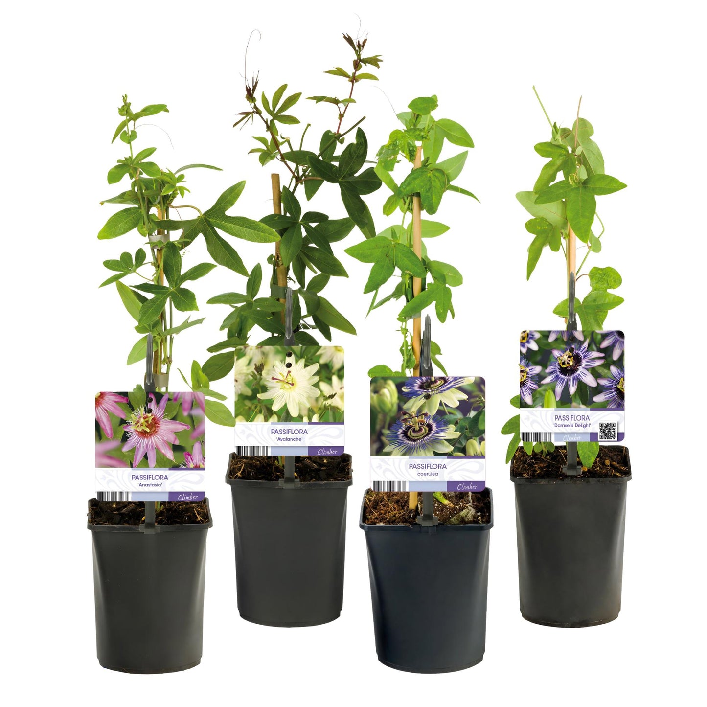 Passionsblomst - Passiflora Rainbow - Blomst Pink Hvid Lilla Grøn - Lav vedligeholdelse - 4 planter - Potte 11cm Højde 40cm