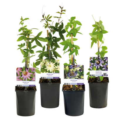 Passionsblomst - Passiflora Rainbow - Blomst Pink Hvid Lilla Grøn - Lav vedligeholdelse - 4 planter - Potte 11cm Højde 40cm