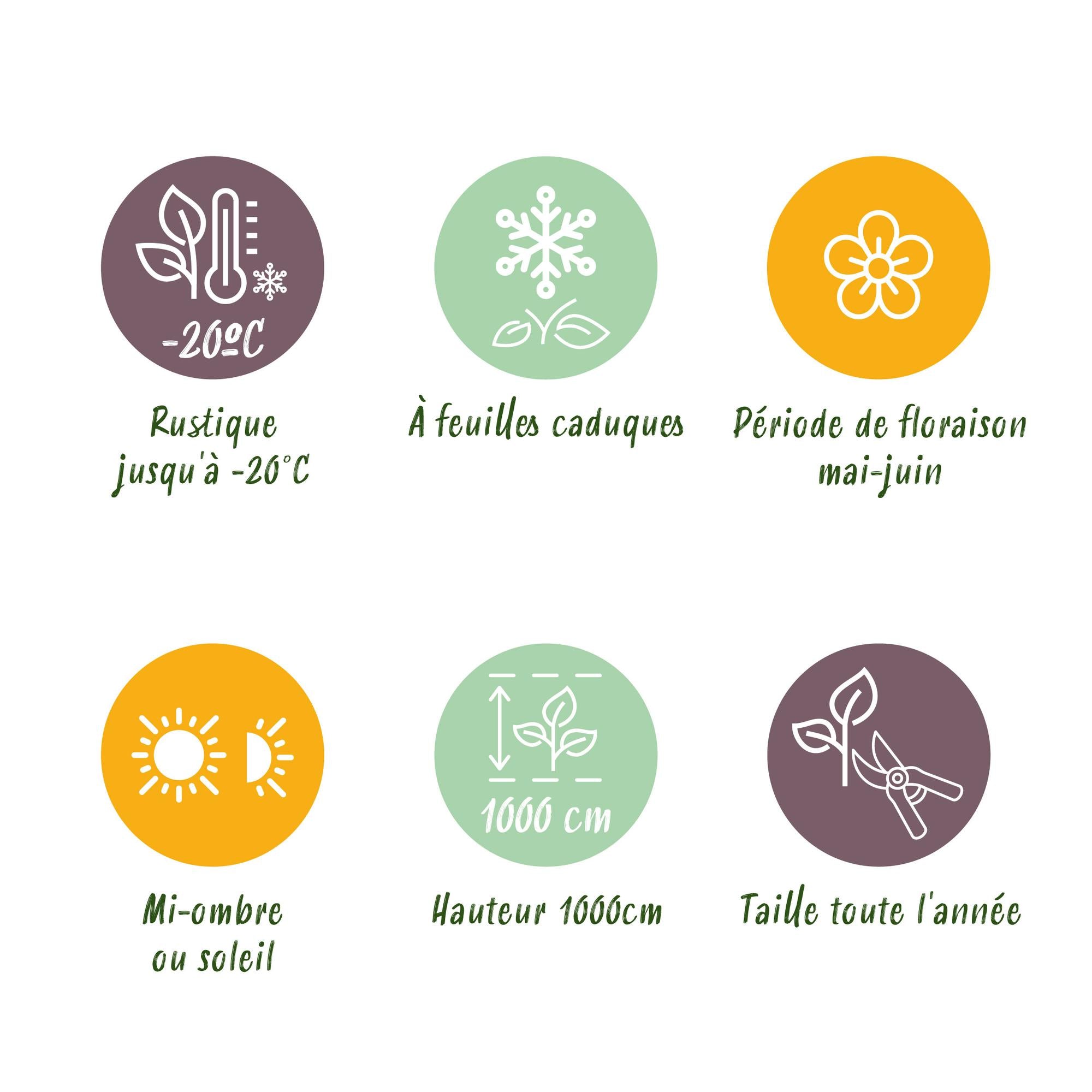 Vildvin - Parthenocissus Engelmannii - Bladgrøn senere Rød - Lav vedligeholdelse - 2 planter - Potte 11cm Højde 40cm