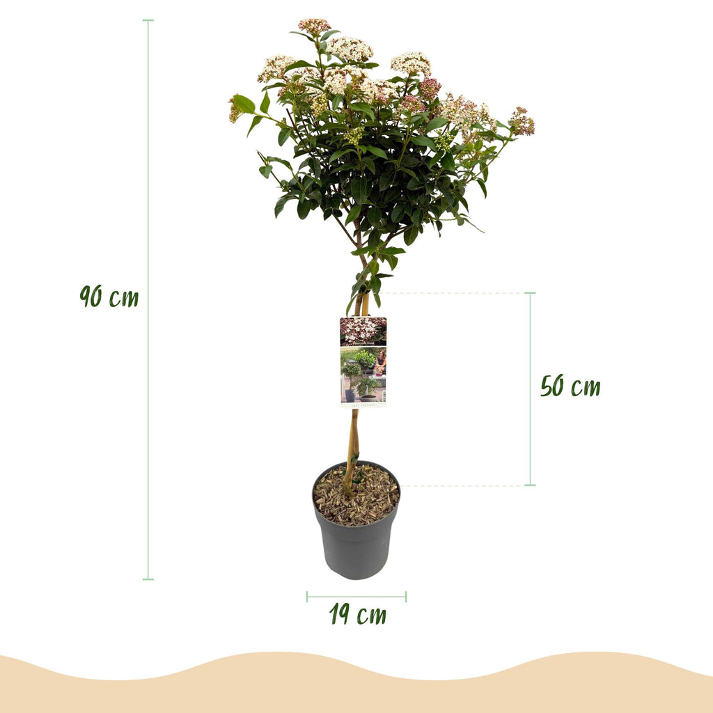 Tuinplante - Viburnum Tinus Eve Price - Plante På Stamme - Terrasseplante - Vintergrøn - Let Vedligehold - Potte 19cm - Højde 90cm