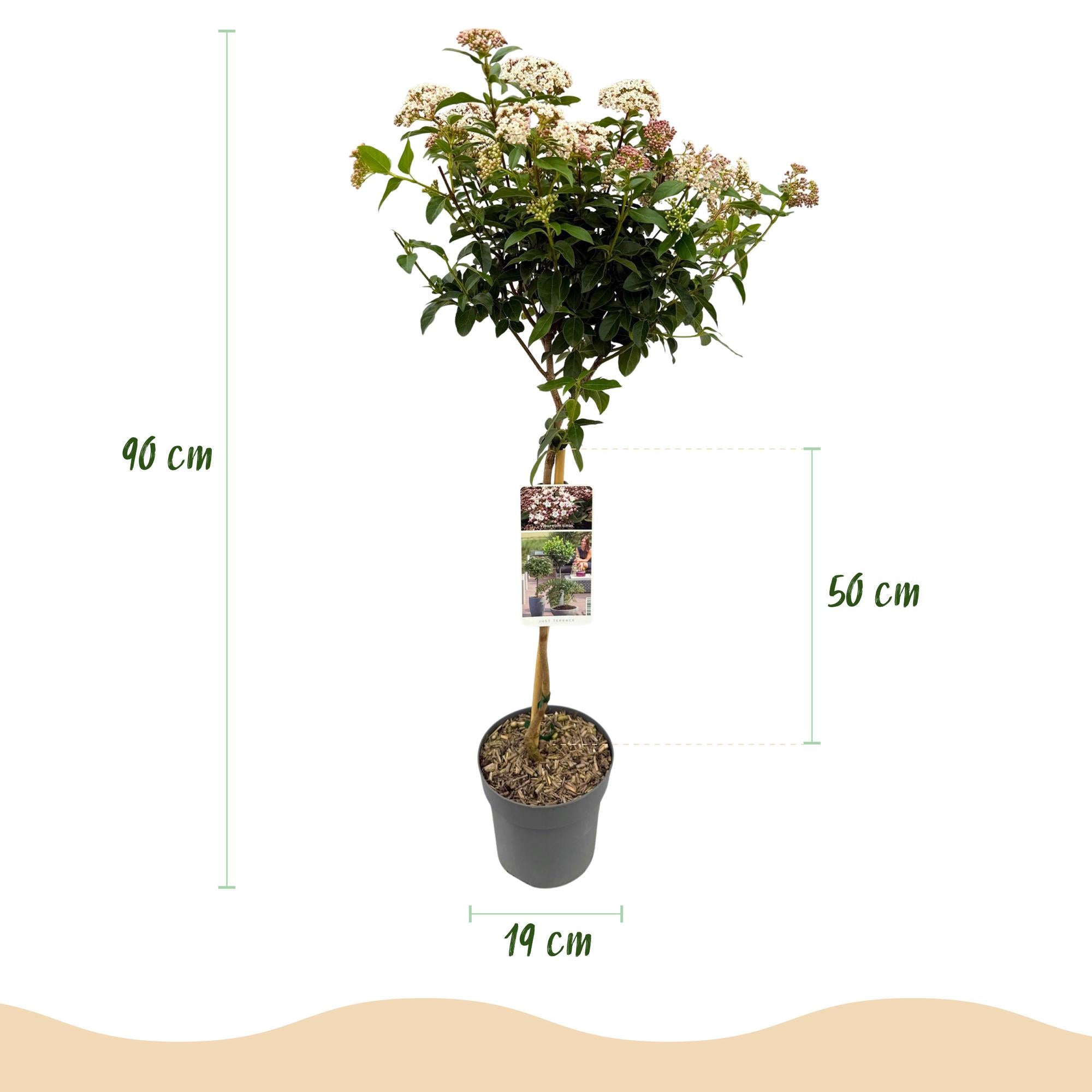 Tuinplante - Viburnum Tinus Eve Price - Plante På Stamme - Terrasseplante - Vintergrøn - Let Vedligehold - Potte 19cm - Højde 90cm
