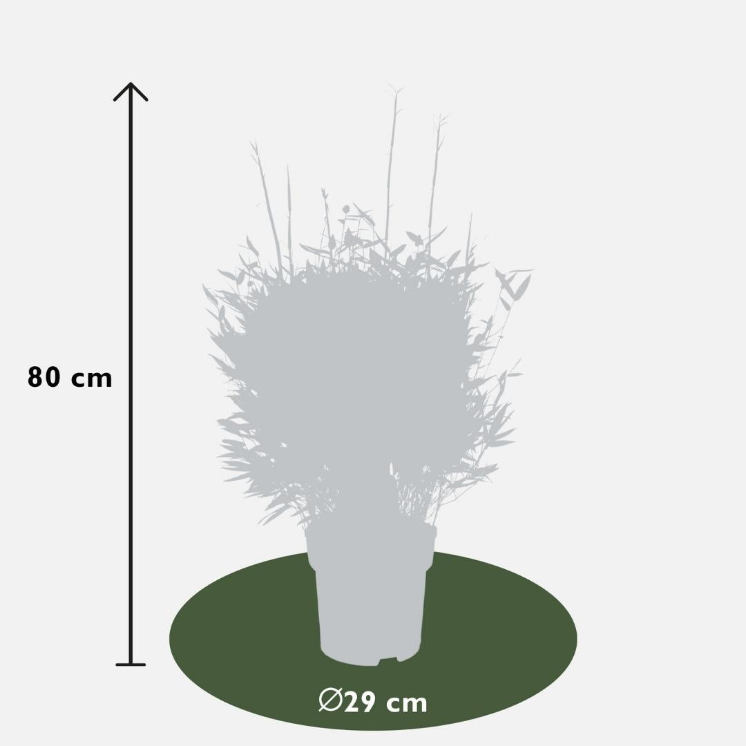 Fargesia moontears 'Boobux XL - Ø 29 cm - ↨ 70 cm