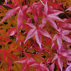 Terrasplante - Japansk Ahorn - Acer palmatum Pink Dwarf - Rosa - 2 Plante - Bladfaldende - Potte 19cm - Højde 70cm