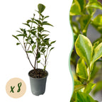 Ligustrum ovalifolium 'Aureum' – 8 stk. stedsegrønne hækplanter med gule og grønne blade – Dækker 1 meter – Højde 35-40 cm – Pot Ø9 cm