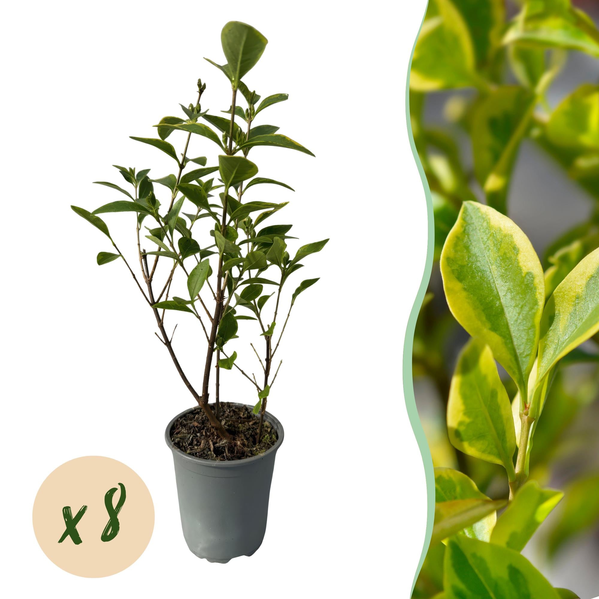 Ligustrum ovalifolium 'Aureum' – 8 stk. stedsegrønne hækplanter med gule og grønne blade – Dækker 1 meter – Højde 35-40 cm – Pot Ø9 cm
