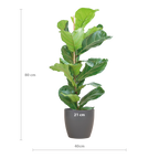 Ficus Lyrata med Viber gryde grå - 80cm - Ø21