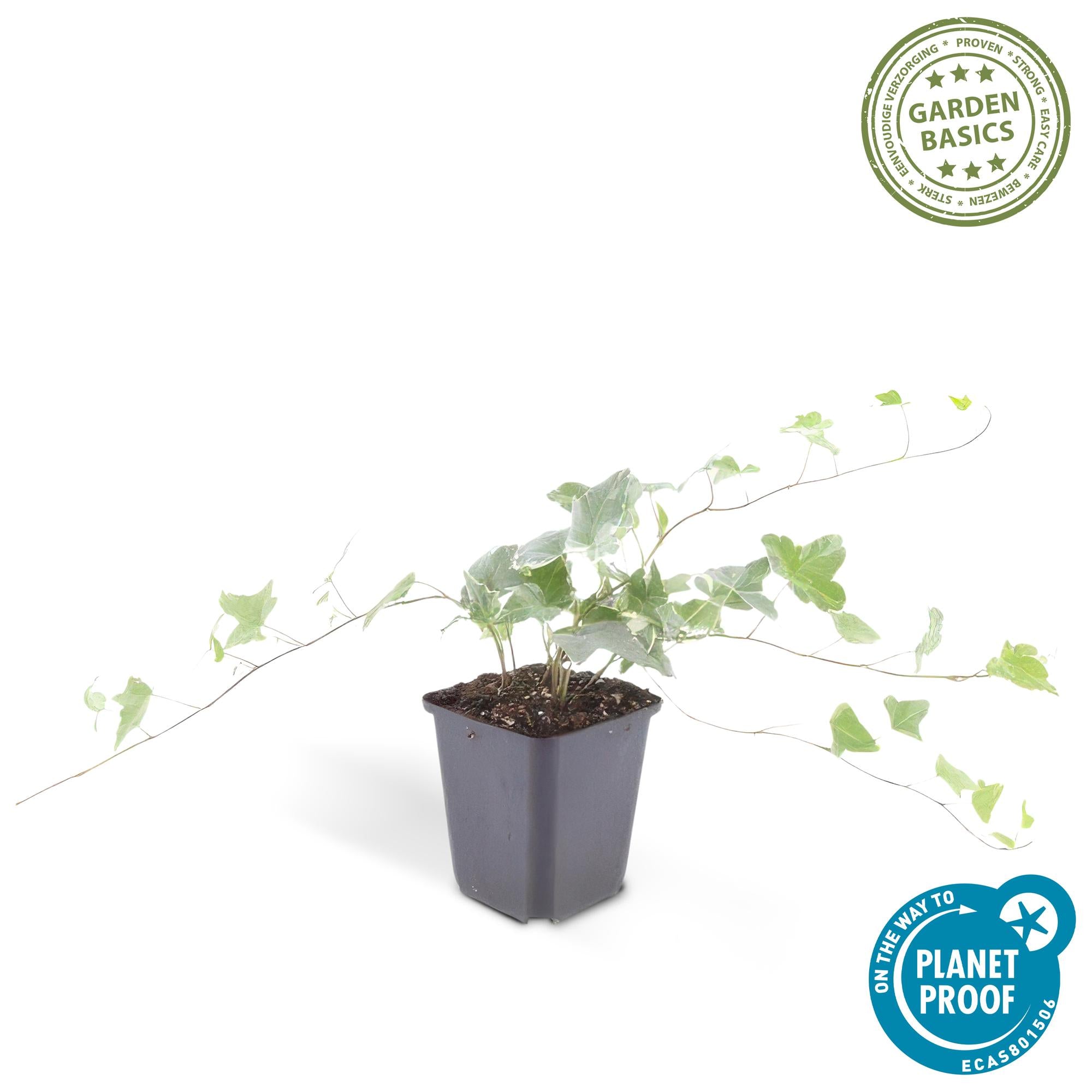 Hedera helix 'Glacier' 6x - ↕10-25cm - Ø9cm