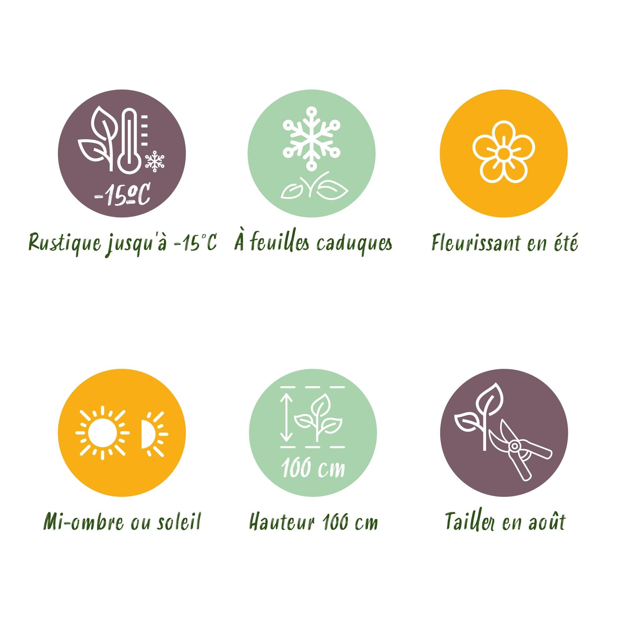 Terrasseplante – Hortensia – Hydrangea 'Magical Jewel Pink' – Lyserød – 6-10 Blomster – 2 Planter – Potte Ø23 cm Højde 55 cm