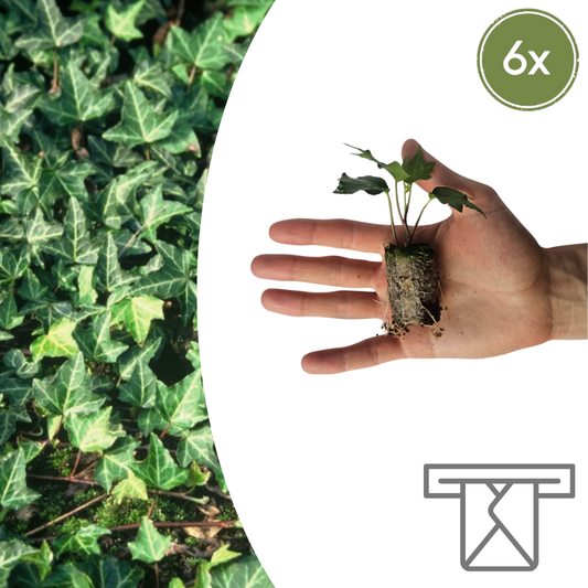 Hedera 'Green Ripple' – 6 Plugs | Dyrk og Nyd den Smukke Klatreplante