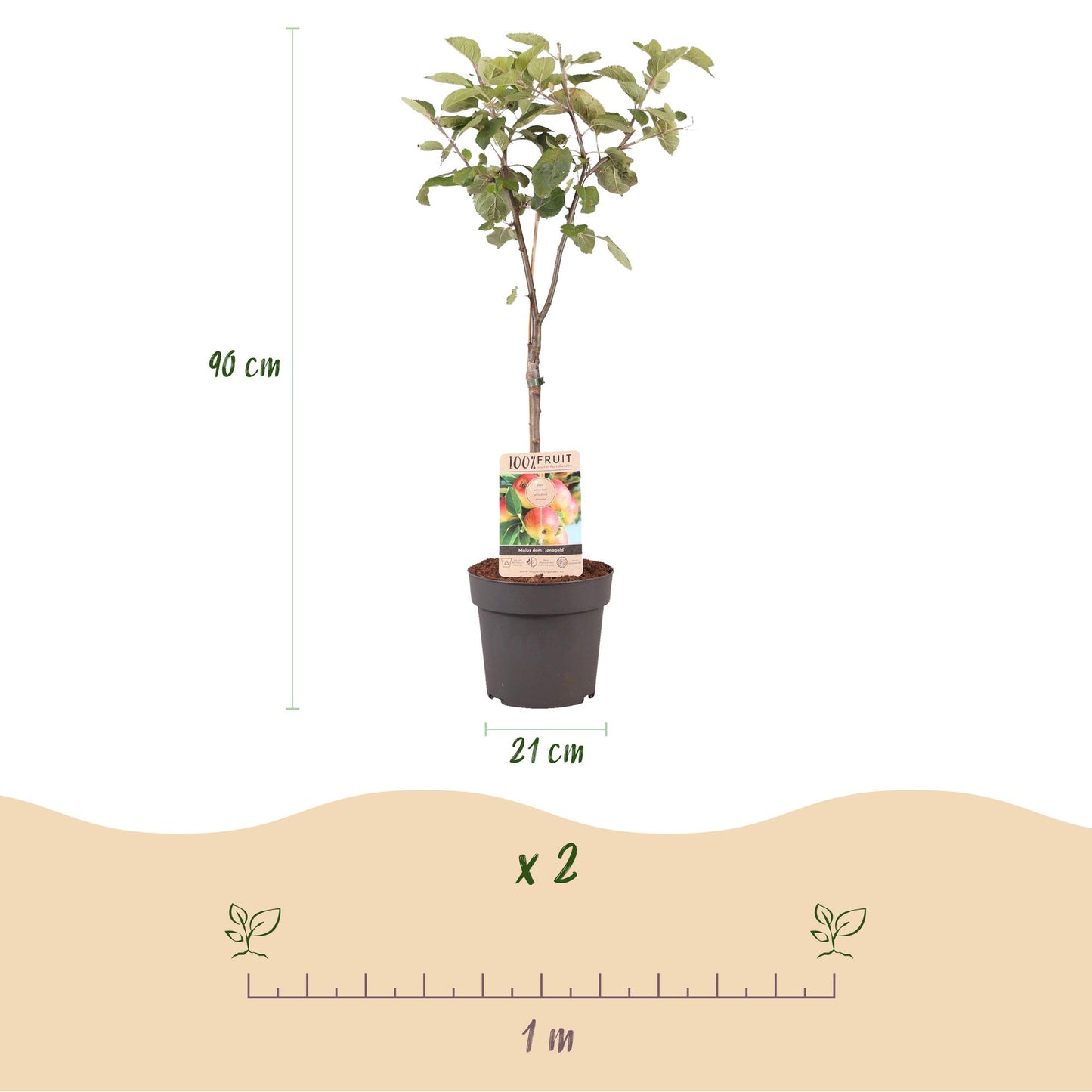 Fruit plant – Apple tree – Malus domestica 'Jonagold' – Yellow-green Apple – Pot 21 cm – Height 90 cm