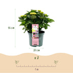 Terrasseplante - Hortensia - Hydrangea Magical Revolution Pink - Pink - 6-10 Blomster - Potte Ø23 cm Højde 55 cm