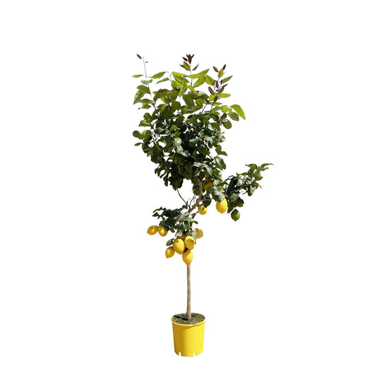 Citronträd - 150 cm - ø24