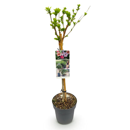 Hibiscus syriacus Tricolour – Stjälkväxt – Uteplatsväxt – Lövfällande – Lättskött – Kruka Ø19 cm Höjd 90 cm