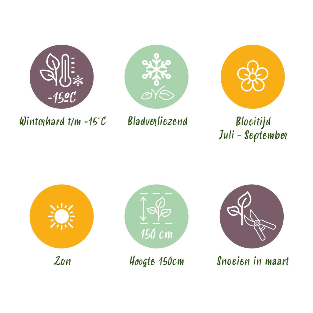 Tuinplante - Hibiscus Syriacus Blue Chiffon® - Plante På Stamme - Terrasseplante - Løvfældende - Let Vedligehold - Potte 19cm - Højde 90cm