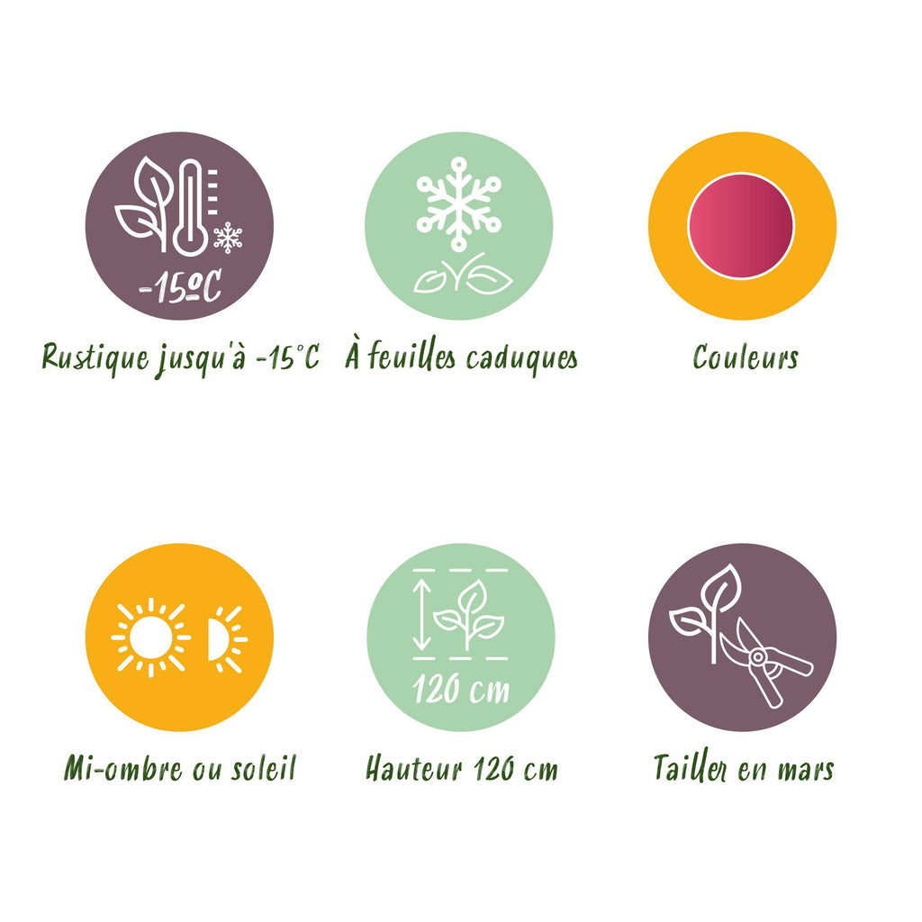 Terrasplante - Japansk Ahorn - Acer palmatum Pink Dwarf - Rosa - 2 Plante - Bladfaldende - Potte 19cm - Højde 70cm