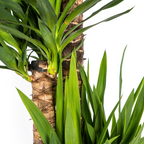 Yucca Elephantipes Ø27cm - ↕150 - 170cm