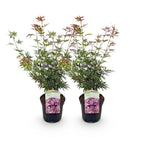 Terrasseplante – Japansk Løn – Acer palmatum 'Jerre Schwartz' – Mørkerød – 2 Planter – Løvfældende – Potte Ø19 cm Højde 70 cm