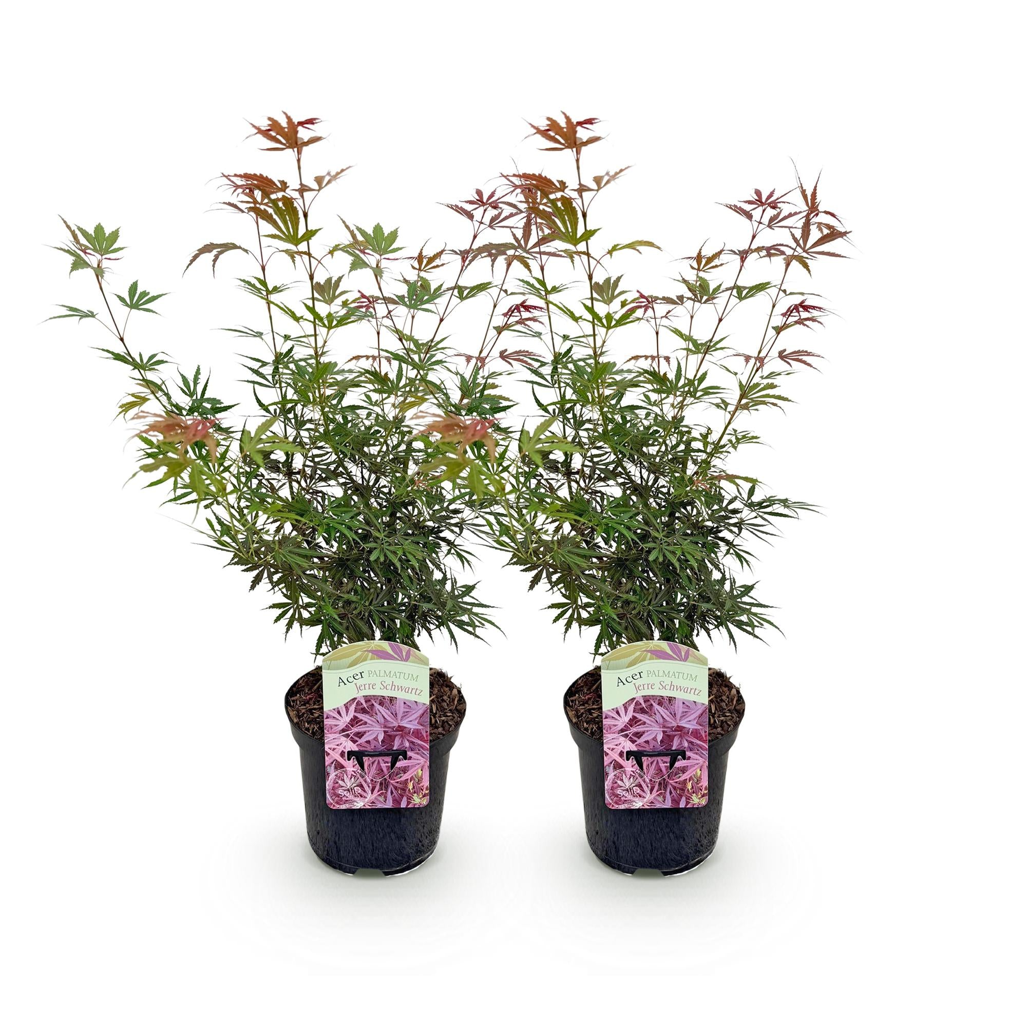 Terrasseplante – Japansk Løn – Acer palmatum 'Jerre Schwartz' – Mørkerød – 2 Planter – Løvfældende – Potte Ø19 cm Højde 70 cm