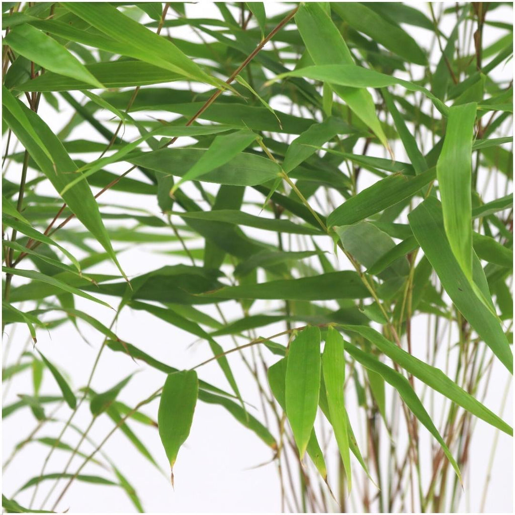 6x Fargesia Rufa Ø13 cm - ↕25 cm Bambus