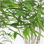 6x Fargesia Rufa Ø13 cm - ↕25 cm Bambus