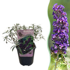 Fjärilsbuske - Buddleja davidii Black Night - Lila blommor - 1 planta - Lövfällande - Fjärilslockande - Kruka 17 cm Höjd 25 cm
