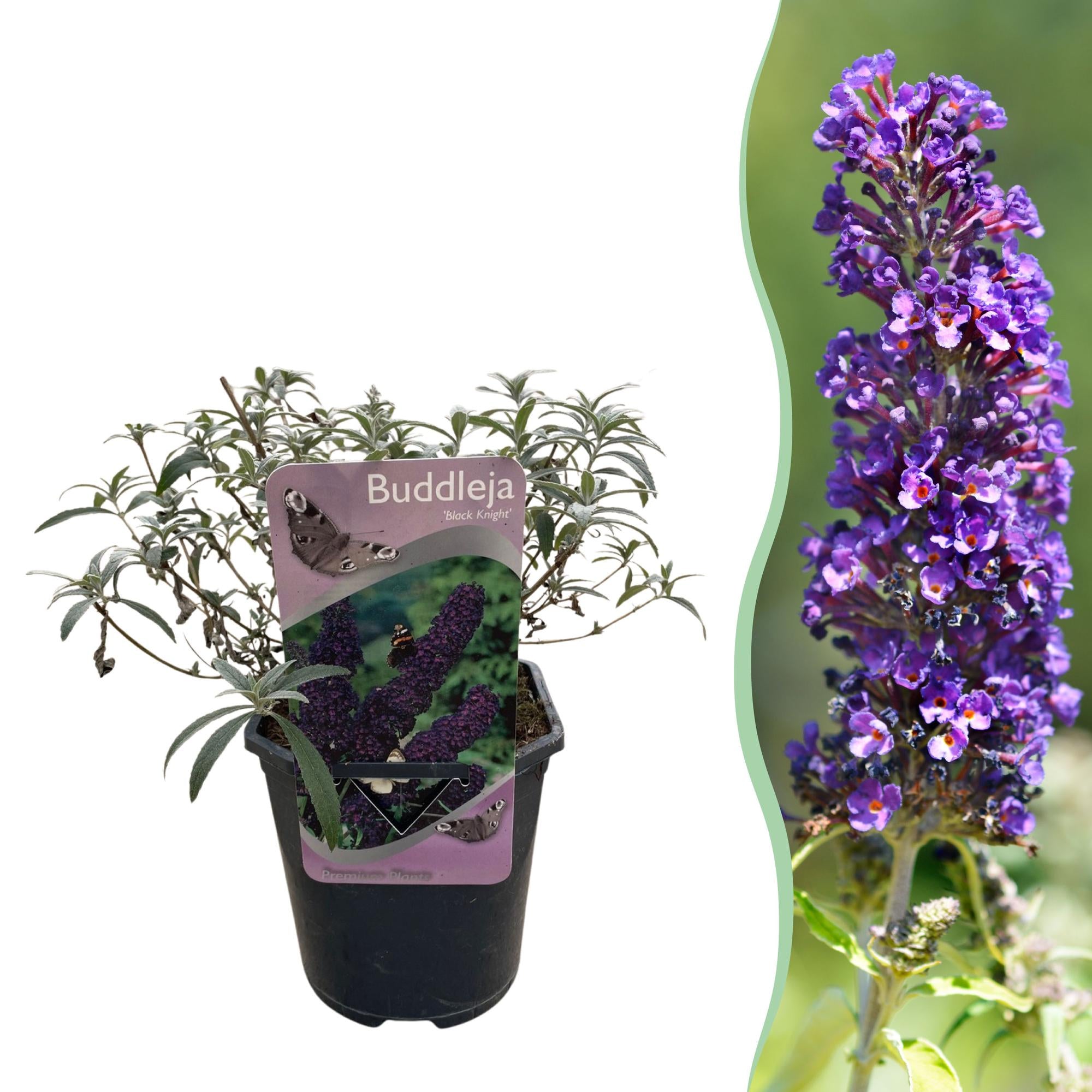 Fjärilsbuske - Buddleja davidii Black Night - Lila blommor - 1 planta - Lövfällande - Fjärilslockande - Kruka 17 cm Höjd 25 cm