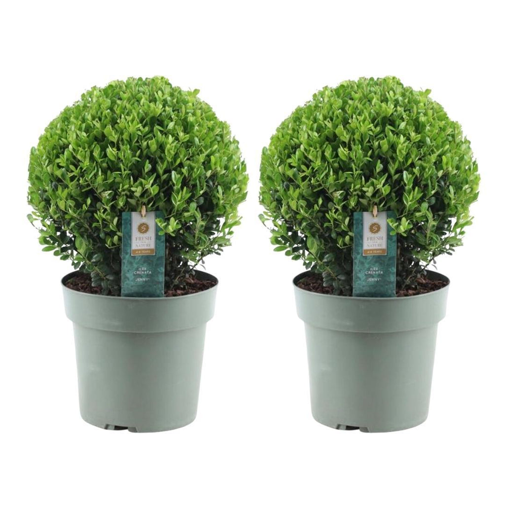 2x Ilex crenata 'Jenny' kugle XL | sæt med 2 stykker | 25 cm Ø