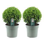 2x Ilex crenata 'Jenny' kugle XL | sæt med 2 stykker | 25 cm Ø