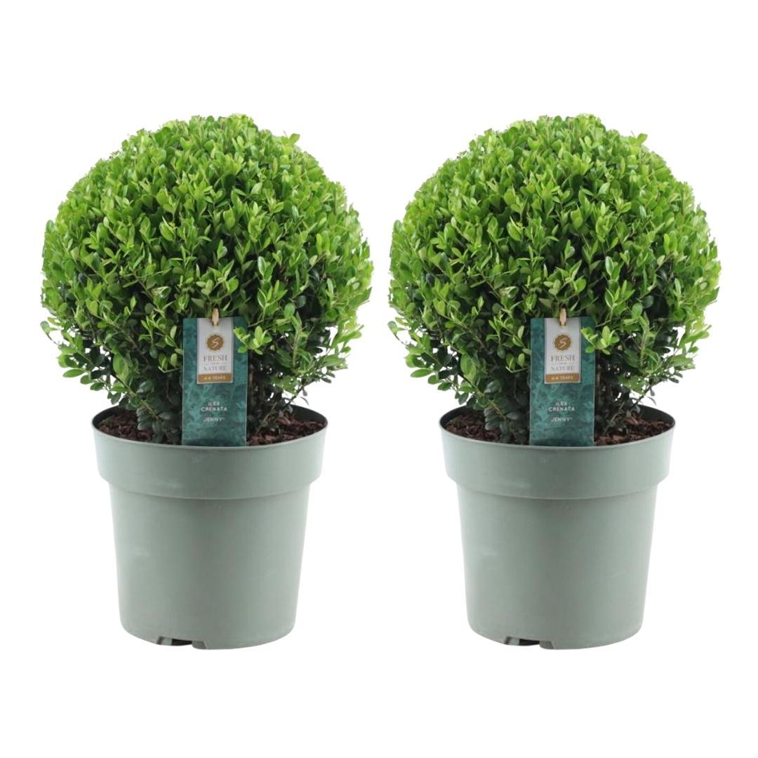 2x Ilex crenata 'Jenny' kugle XL | sæt med 2 stykker | 25 cm Ø