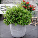 Fargesia moontears 'Boobux XL - Ø 29 cm - ↨ 70 cm