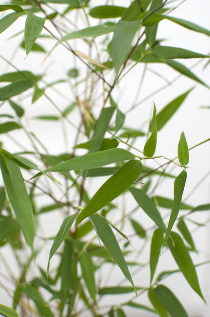 Phyllostachys 'Bissetii' - Green stem bamboo - Ø14cm - ↕40cm