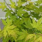 Terrasseplante – Japansk Løn – Acer palmatum 'Orange Dream' – Orange – 2 Planter – Bladfaldende – Potte Ø19 cm Højde 70 cm
