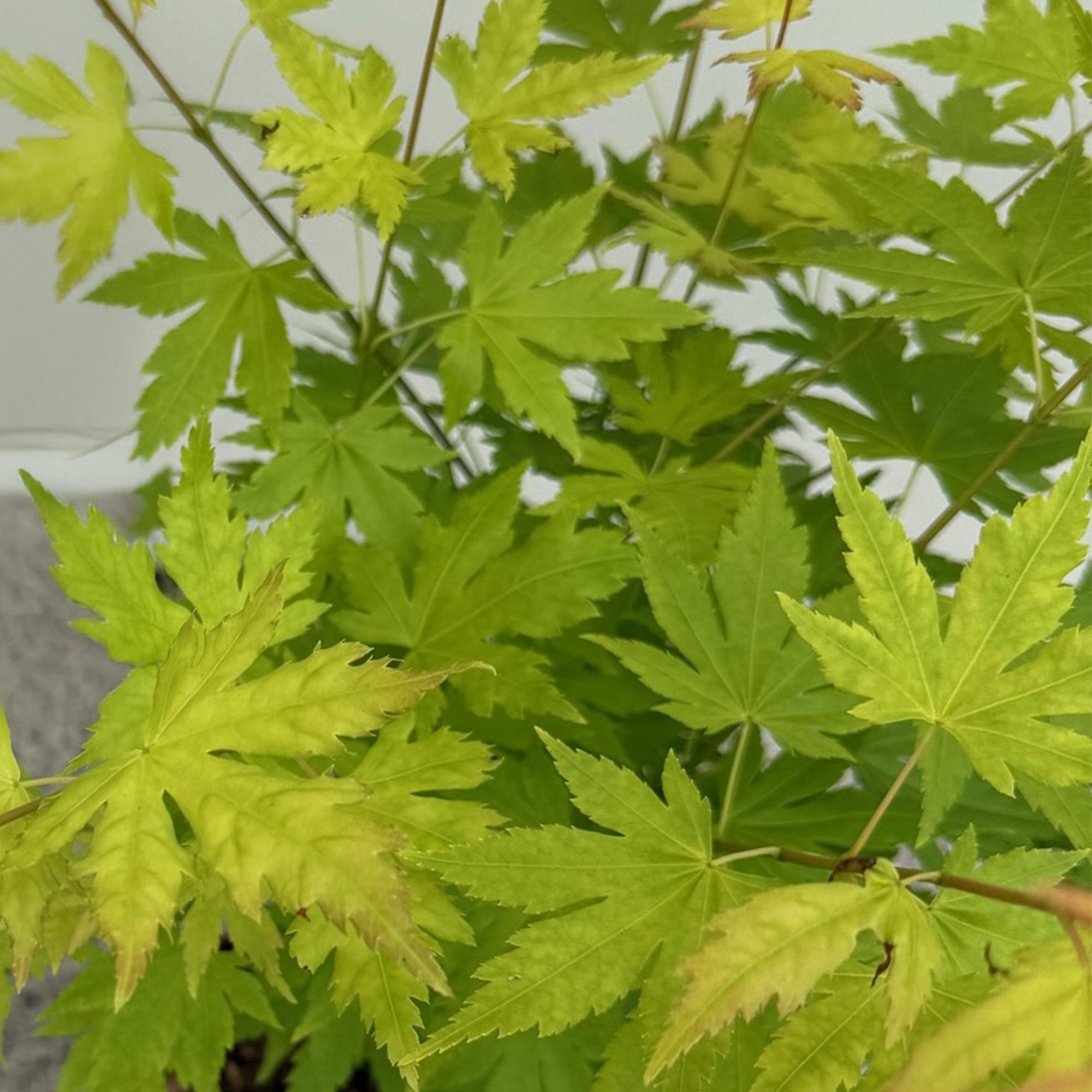 Terrasseplante – Japansk Løn – Acer palmatum 'Orange Dream' – Orange – 2 Planter – Bladfaldende – Potte Ø19 cm Højde 70 cm