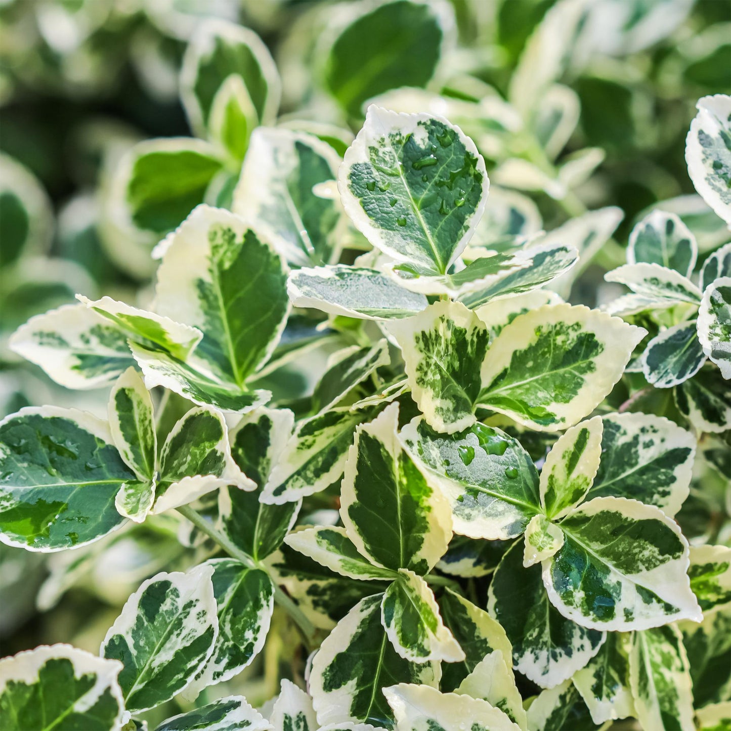 Euonymus fortunei Emerald Gaiety - Evergreen Patio Plant - Low Maintenance - Pot 19cm Height 90cm