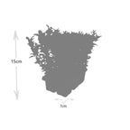 2 x 6 pack Euonymus 'Green Spire' - Ø 7 cm - ↨ 15 cm