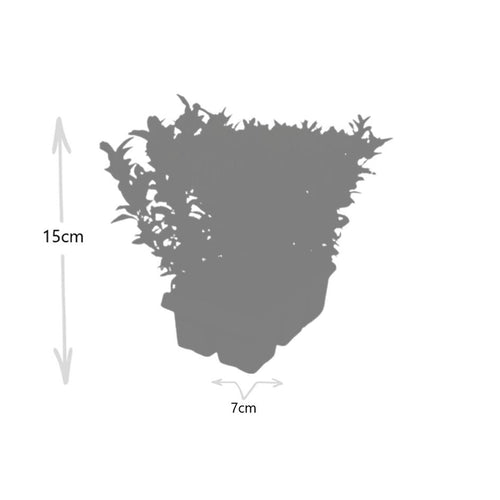 2 x 6 pack Euonymus 'Green Spire' - Ø 7 cm - ↨ 15 cm