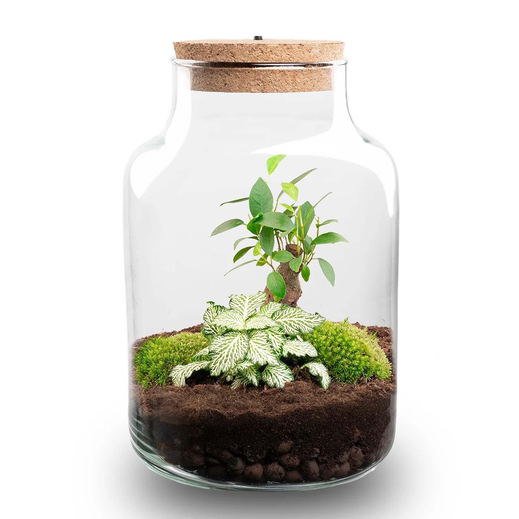 Plante Terrarium Little Milky med LED Lys - 25 cm Høj