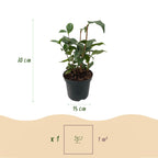 Buske - Camelia japonica Tricolor - Blomsterrosa, hvid og rød - 3 planter - 1 m2 - Stedsegrøn - Potte 15cm Højde 30cm