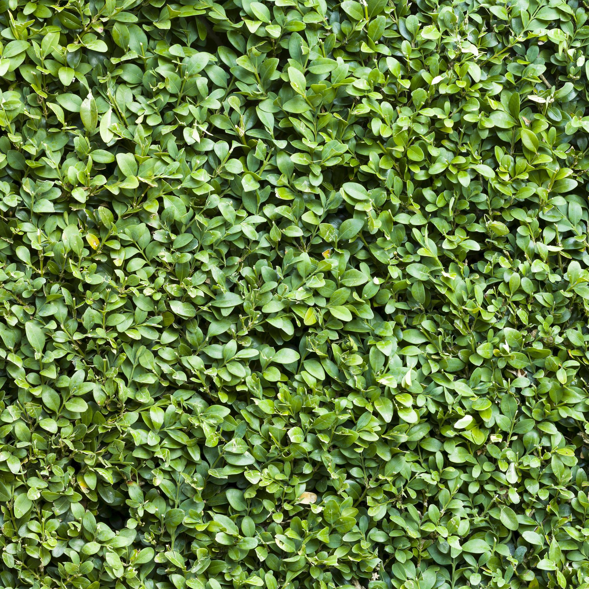 Buxus sempervirens – 8 stk. stedsegrønne hækplanter – Dækker 1 meter – Højde 20-25 cm – Pot Ø9 cm