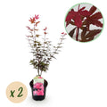 Terrasseplante – Japansk Løn 'Acer palmatum Skeeters Broom' – Lilla – 2 Planter – Løvfældende – Pot Ø19 cm – Højde 70 cm